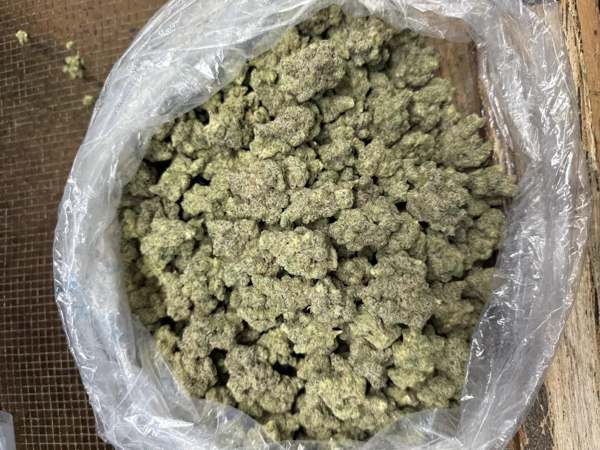 Mango Mentality Flower